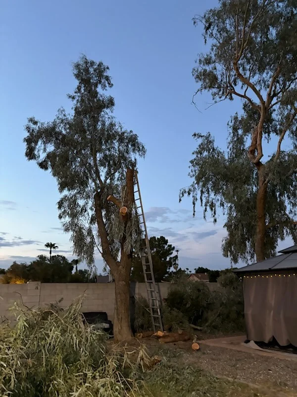 Before: tree trimming with a ladder in a residential backyard at dusk