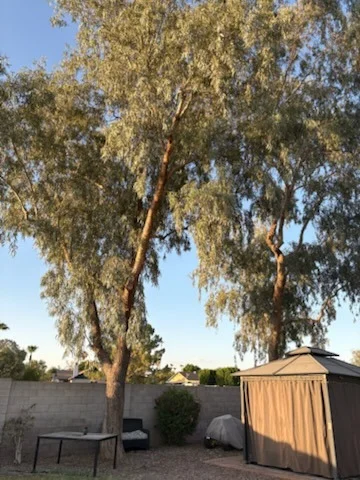 Mature tree and storage shed in a walled backyard