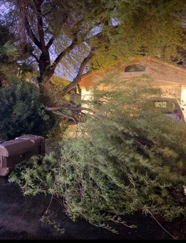 Large fallen tree and branches cleared from a yard at night