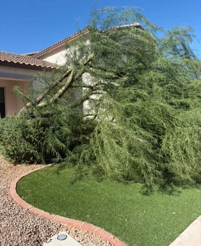 Storm-damaged tree fallen across a residential lawn