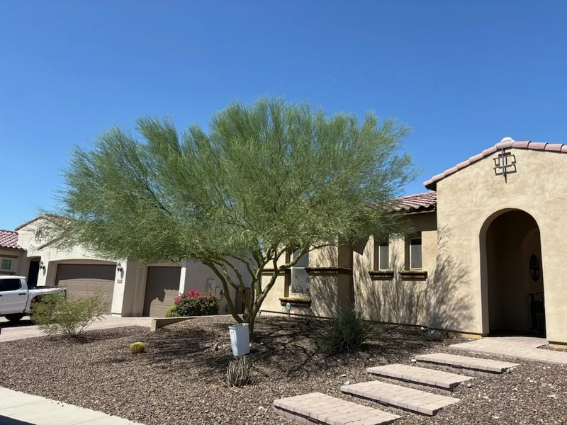 Mature desert tree beside a landscaped residential entrance