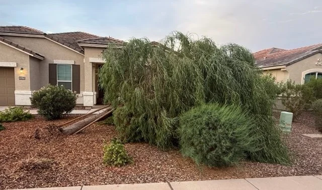 Tree debris and branches gathered in a residential front yard