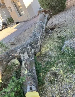 Tree removal cleanup with logs and branches on a residential lawn