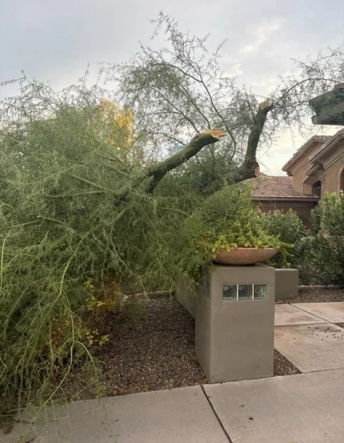 Cut tree branches beside a residential utility box
