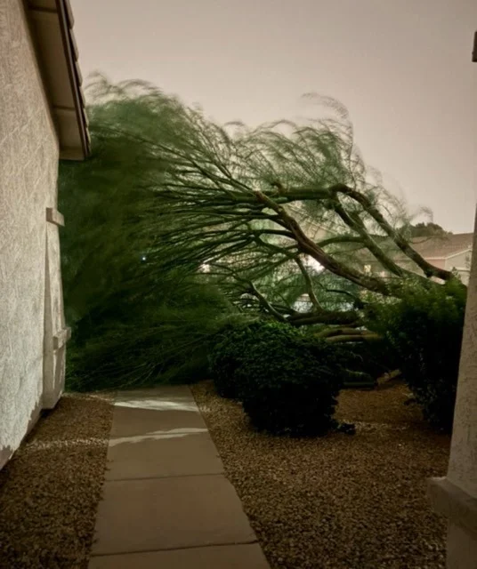 Large fallen tree trunk and branches across a gravel yard