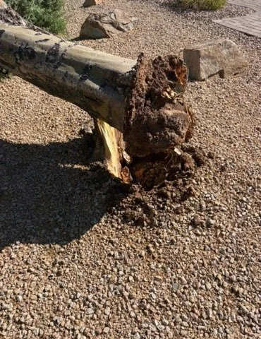 Cut tree trunk section on a residential gravel landscape