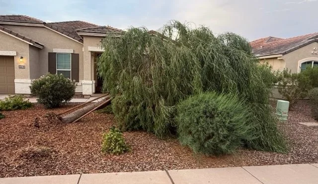 Freshly trimmed tree branches piled beside a home