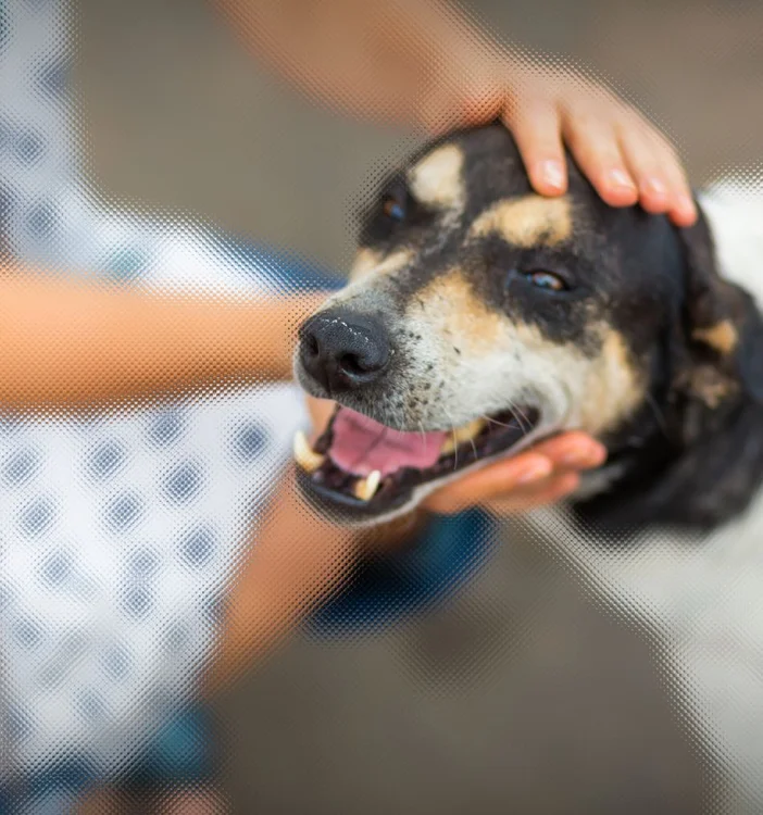 dog smiling