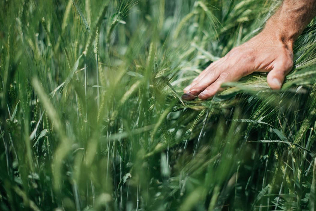 Hand on Grass