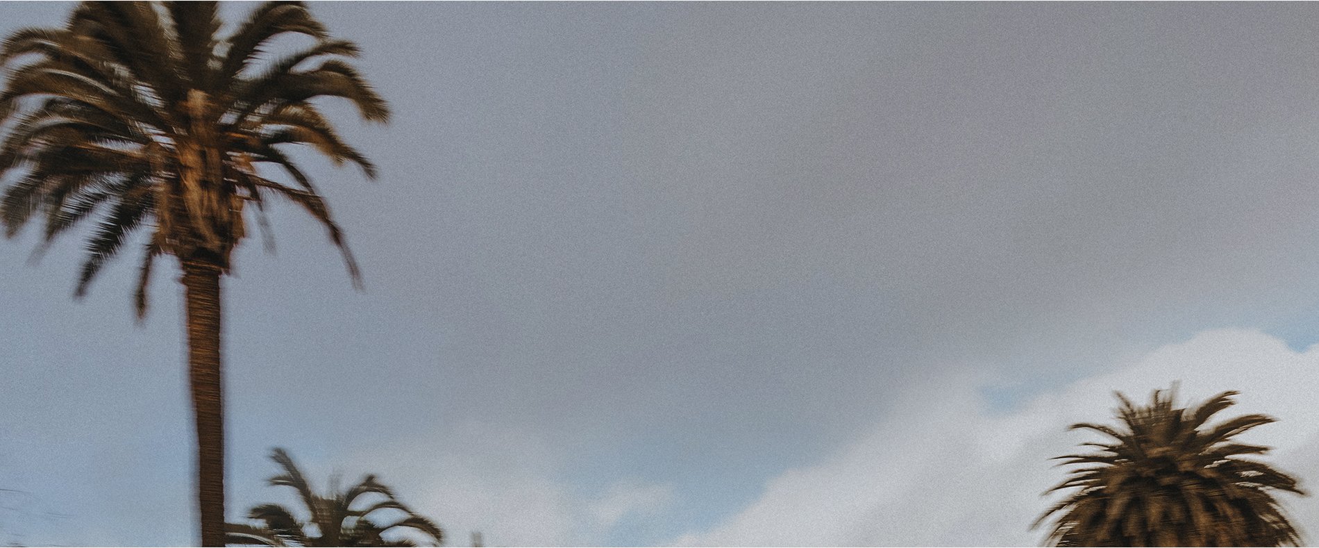 palm tree background