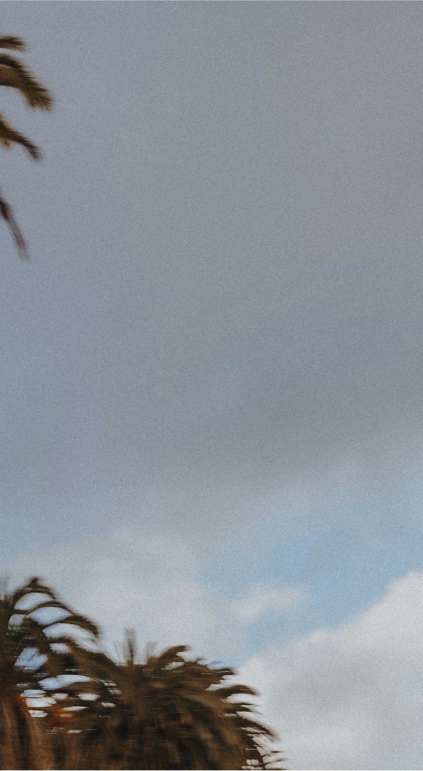 palm tree background