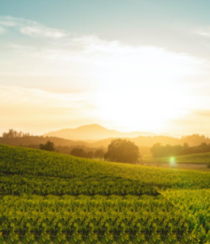 Bottles of ISOSCELES, JUSTIFICATION, Sauvignon Blanc stand in front of a glowing sunset over green hills behind them.