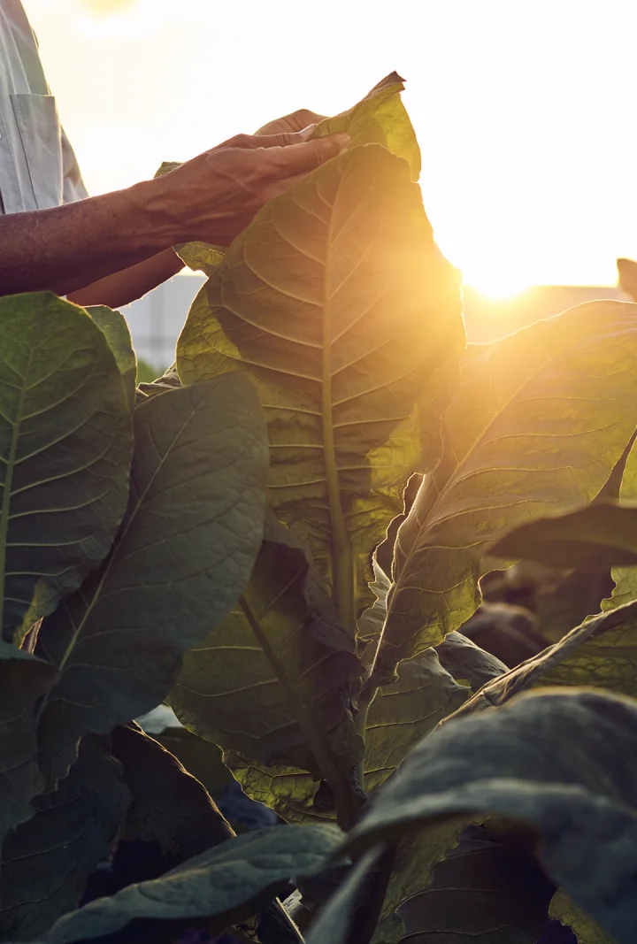 The two rings of the Davidoff Escurio 10th Anniversary Limited Edition without the cigar.