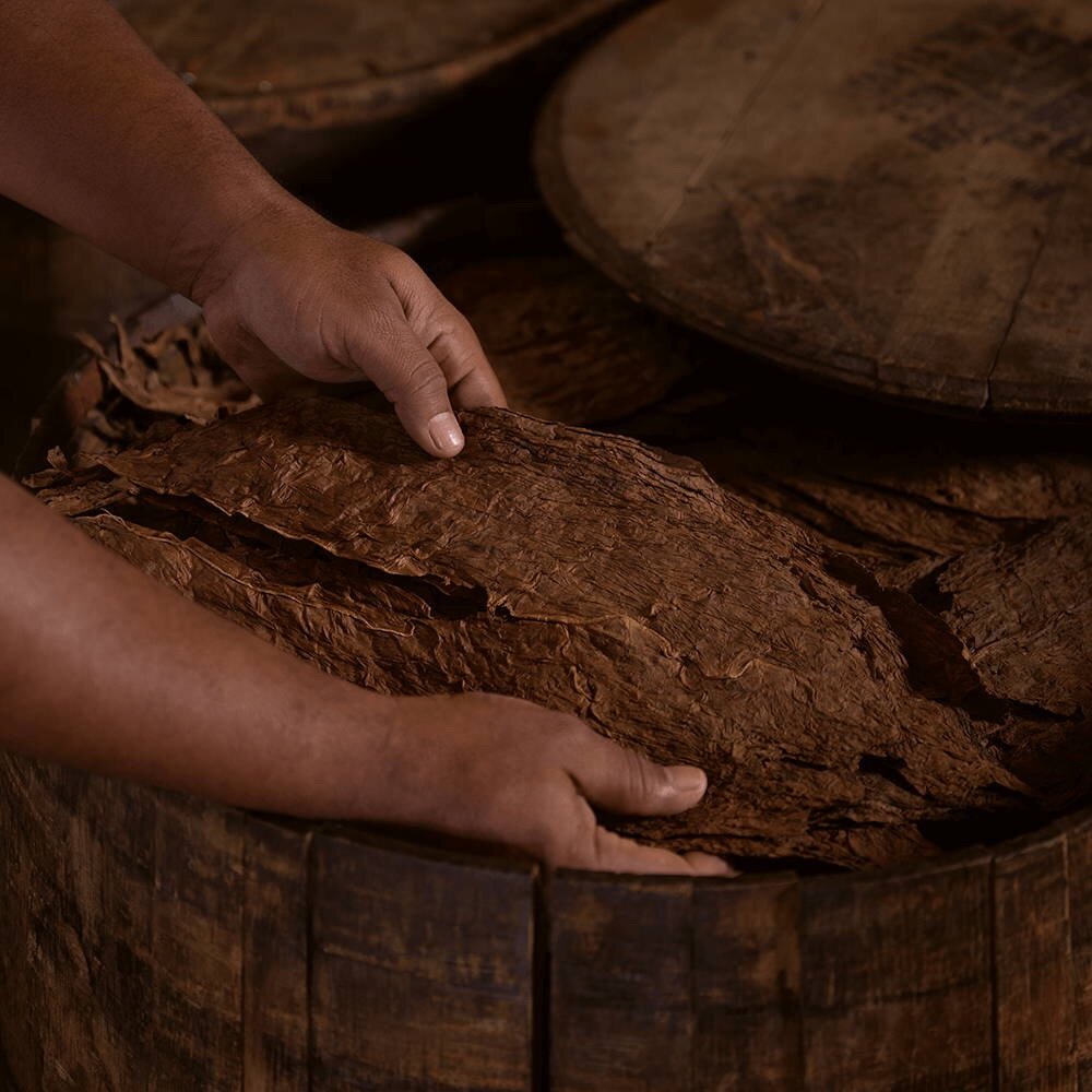 An opened whisky cask with tobacco leaves inside for fermentation.