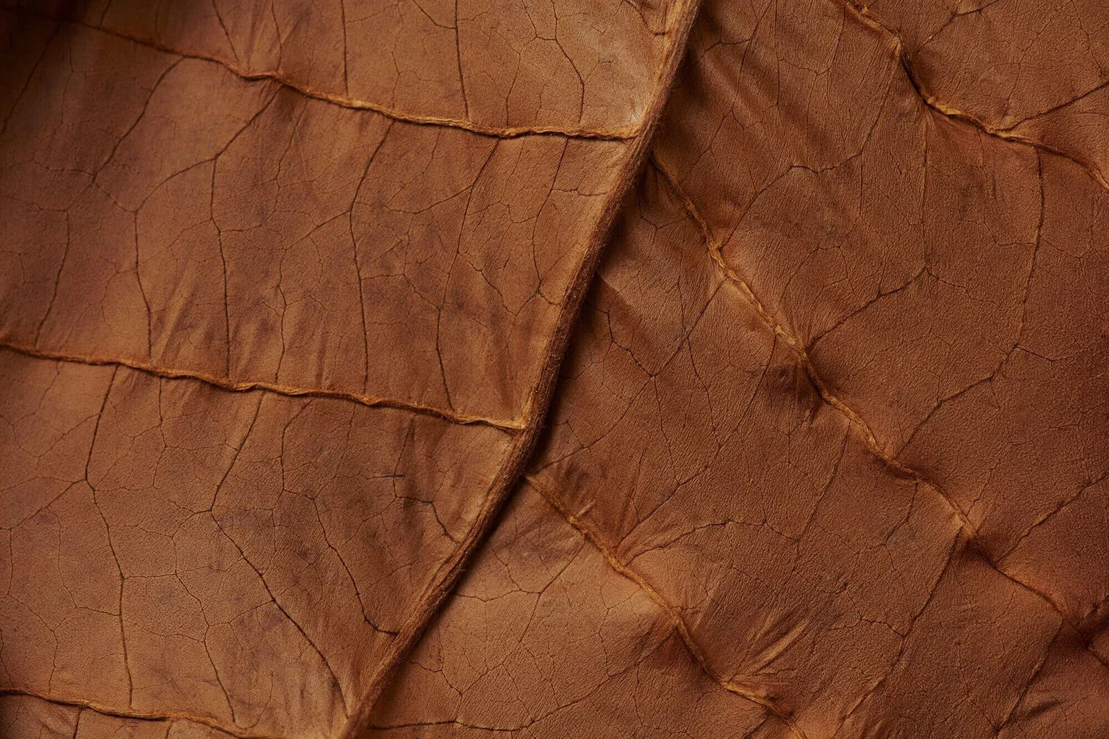 Close-up of a dried tobacco leaf. 