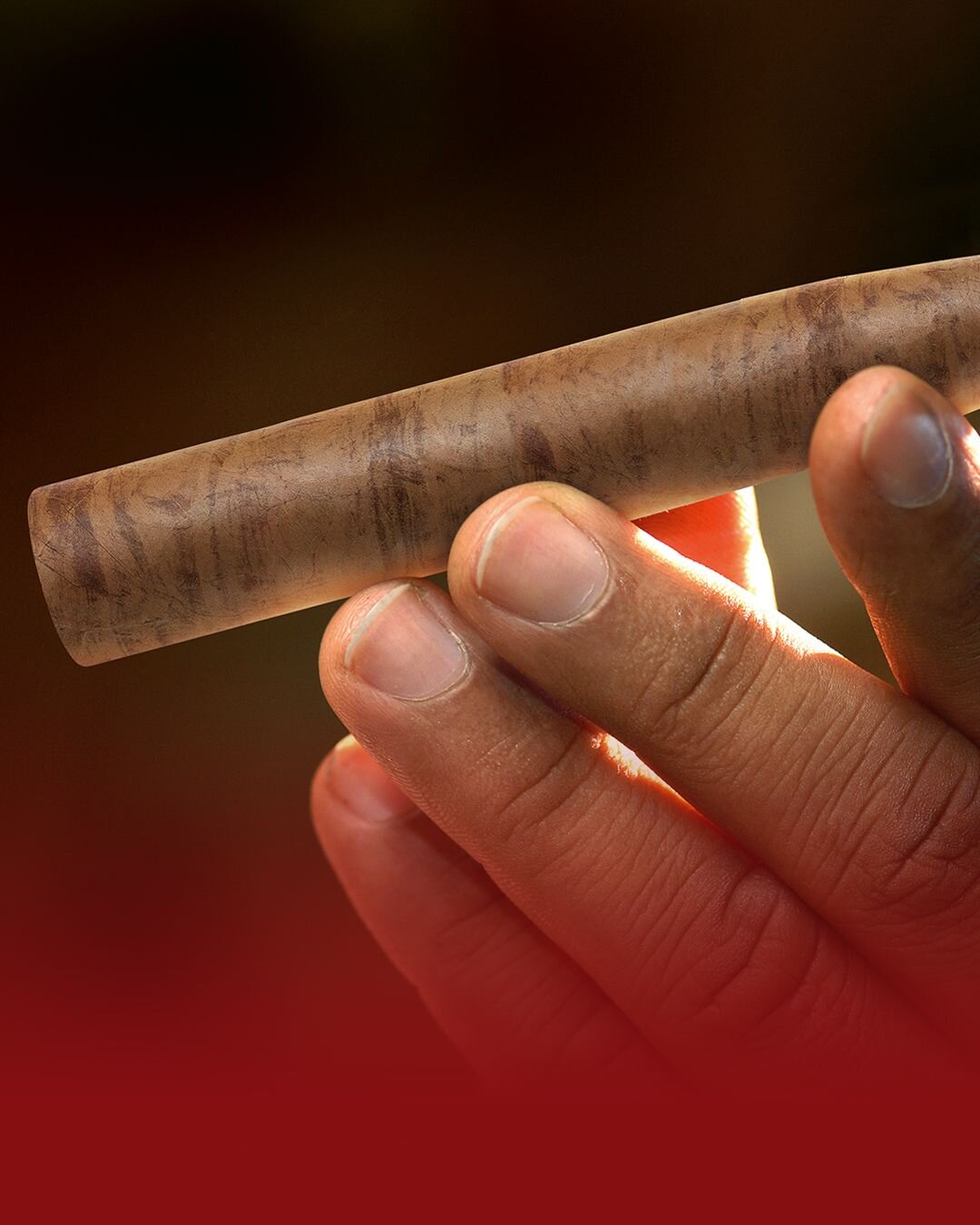 Hand holding piramides cigar with subtle stripe pattern - Text in picture: After a couple of days, we carefully remove the tobacco veins from the leaves.