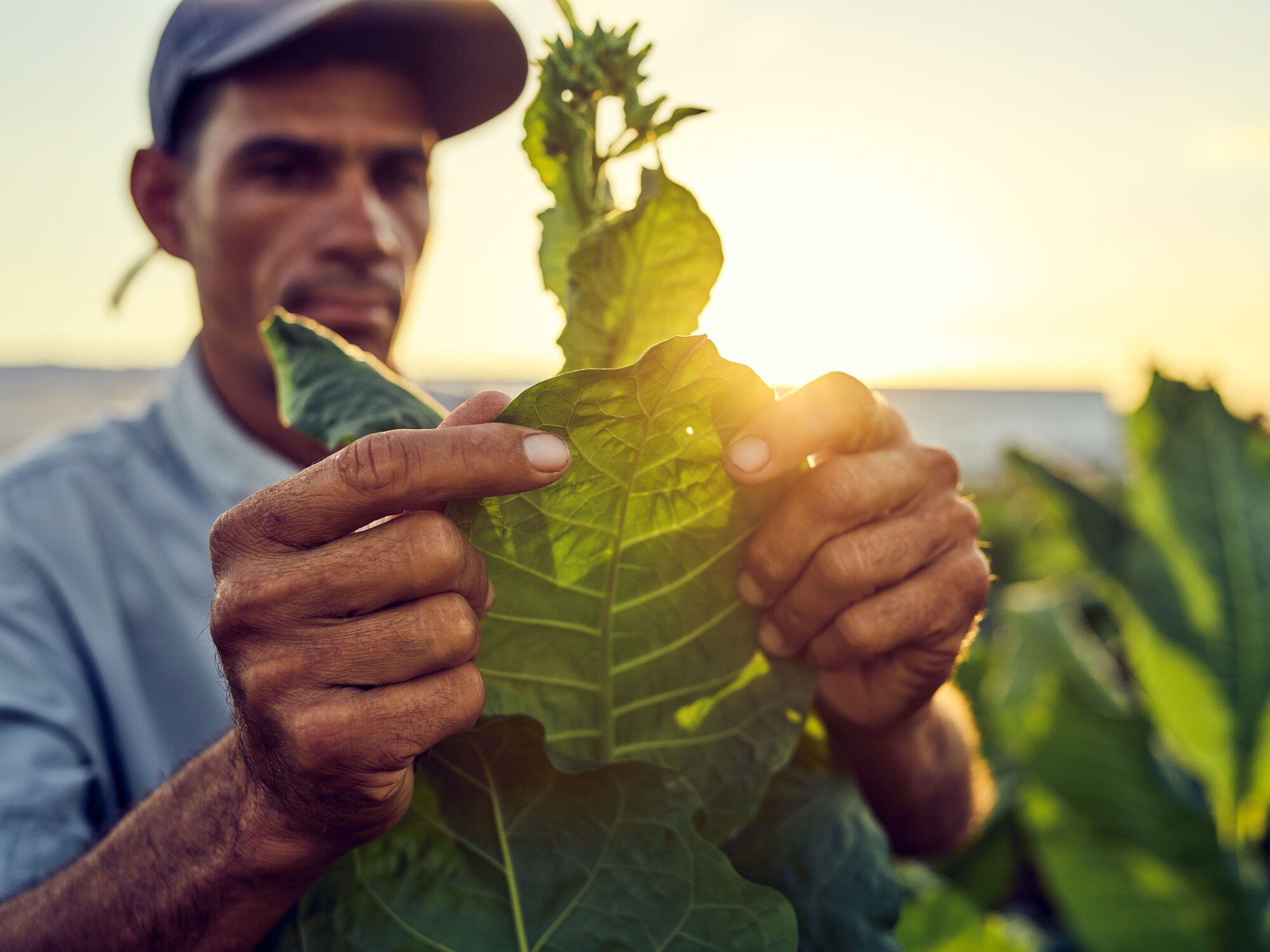 A farmer checks the tobacco leaf with a sunrise in the background