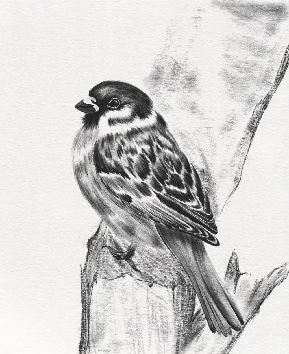Student project by Weronika Taboro, titled "Sparrow", made in Procreate.