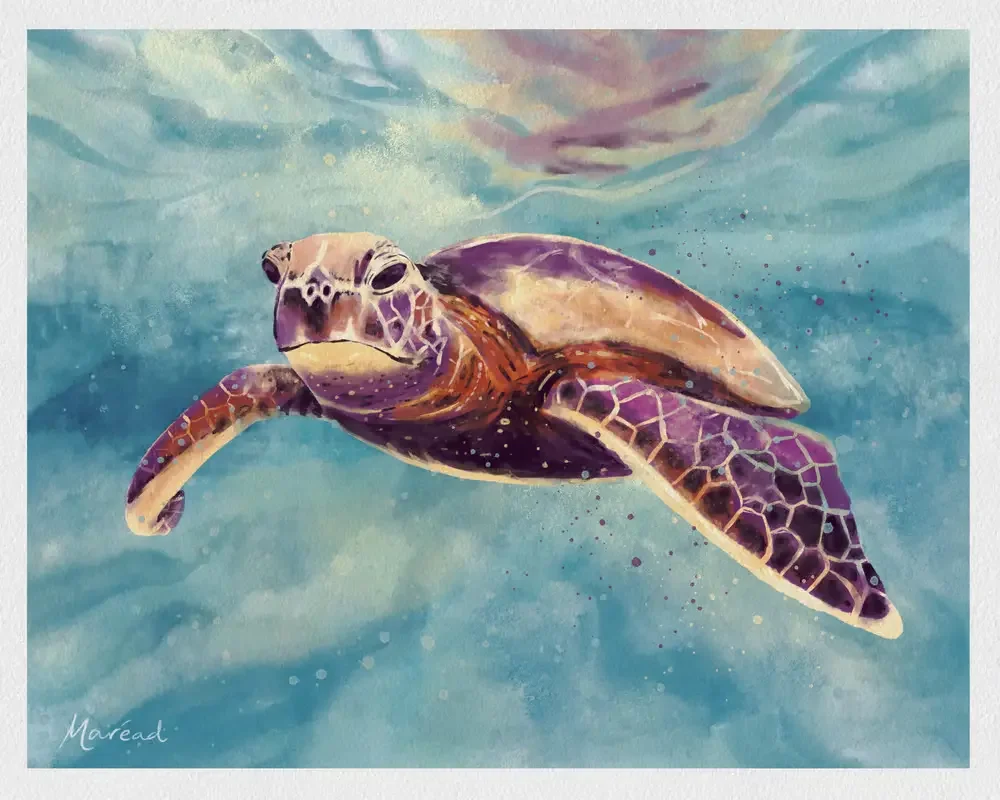 Student project by Aisling Mairéad, titled "Turtle", made in Procreate.