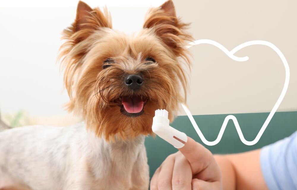 Dental Care