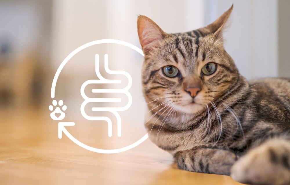 Digestive Care