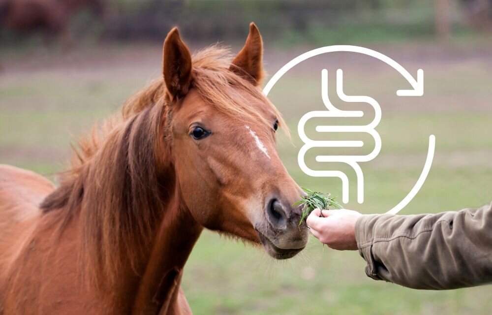 Digestive Care