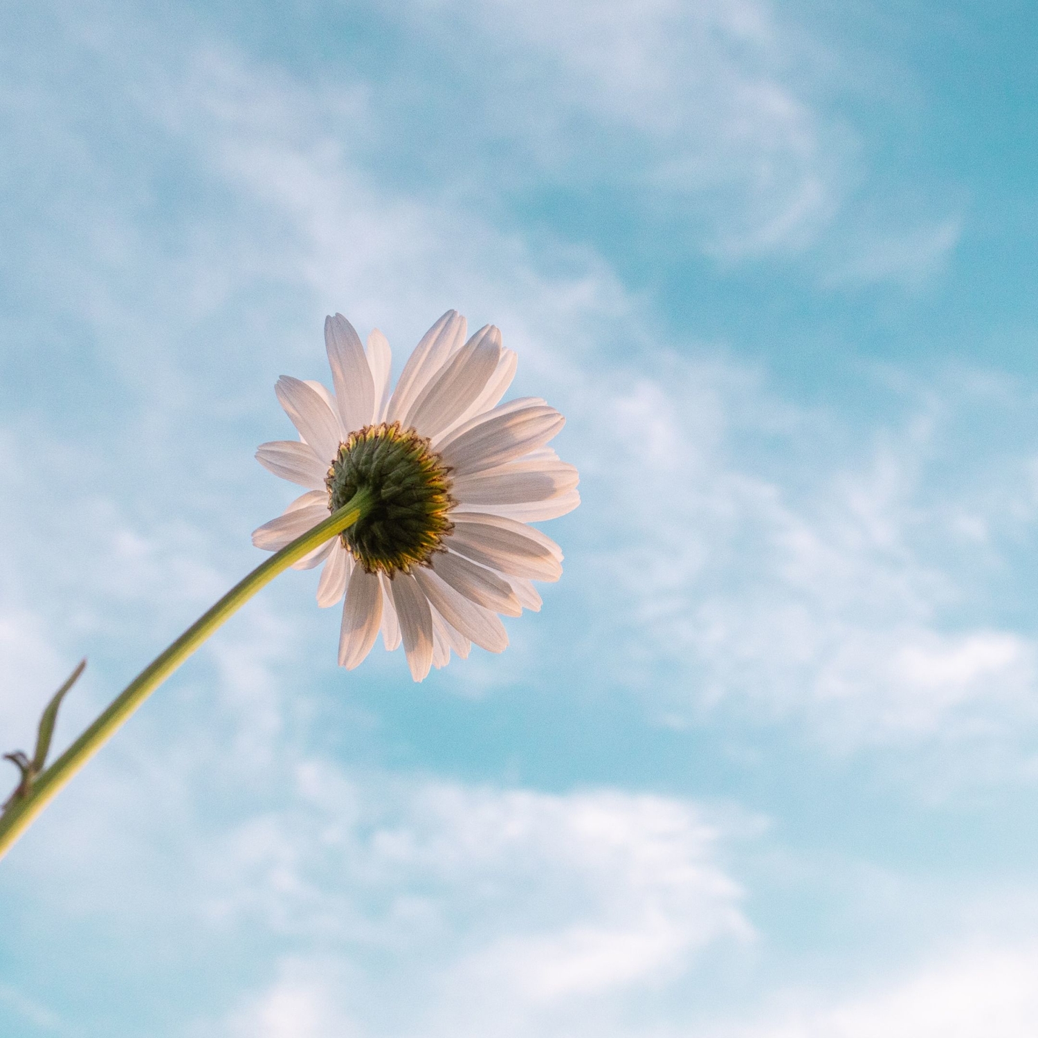 white flower extending into the sky, signifying peace found from cbt exercises