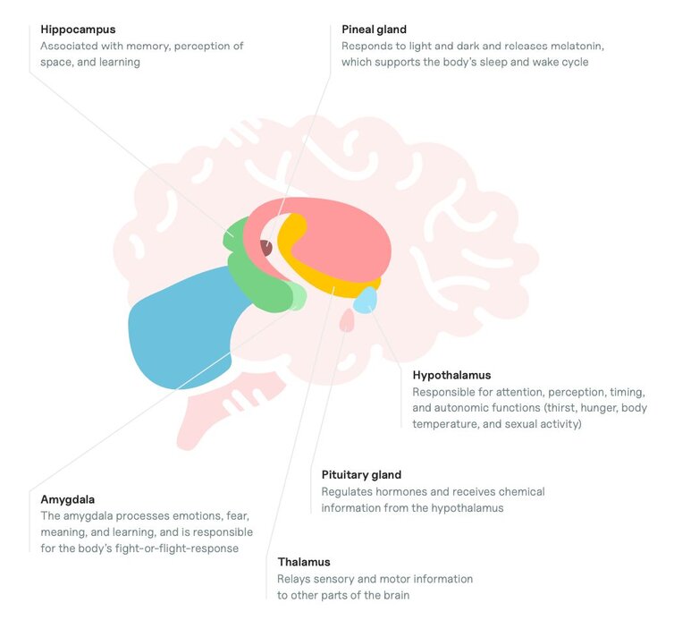 diagram of the deeper structures of the brain