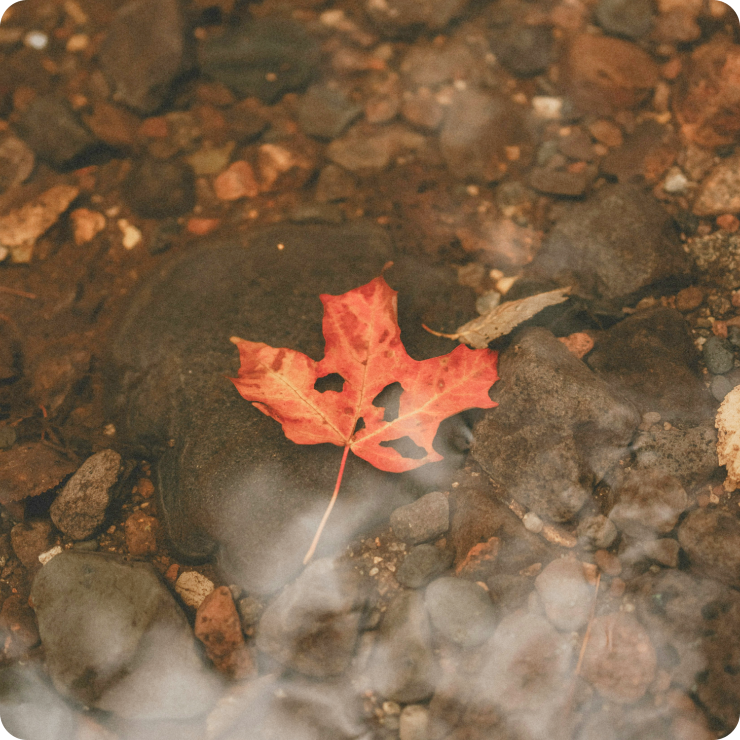leaf floating on a stream