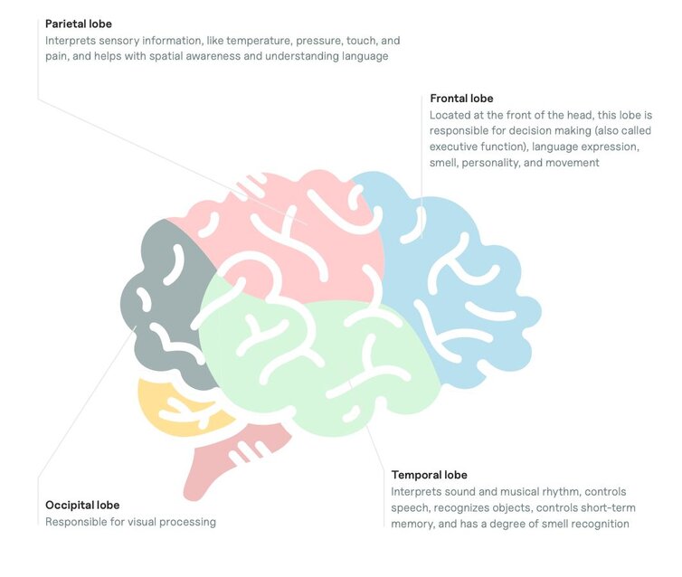 diagram of the lobes of the brain