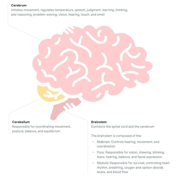 diagram of the brain from a bird's eye perspective