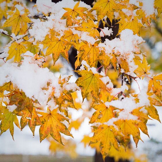 japanese maples