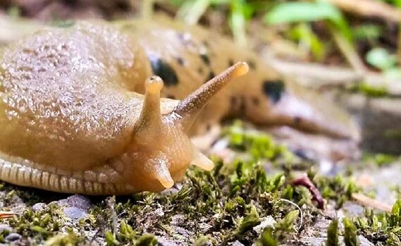 slug