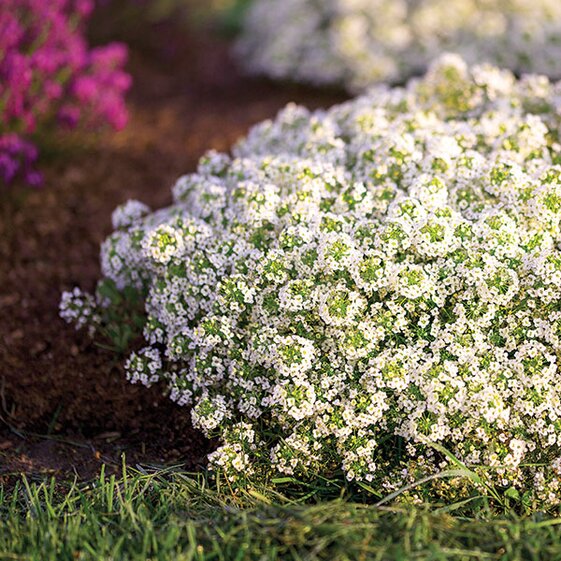alyssum