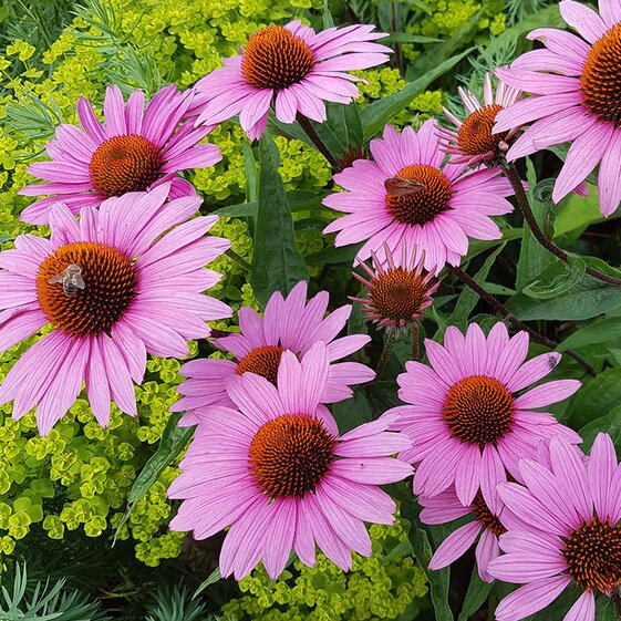 coneflower