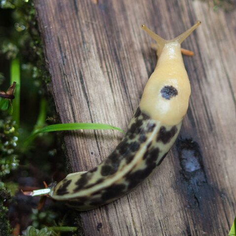 Slugs
