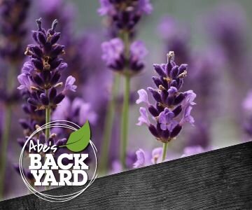 Lavender