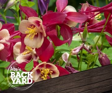 Columbine