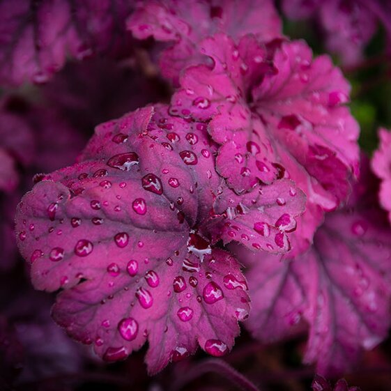 heuchera
