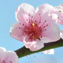 April garden