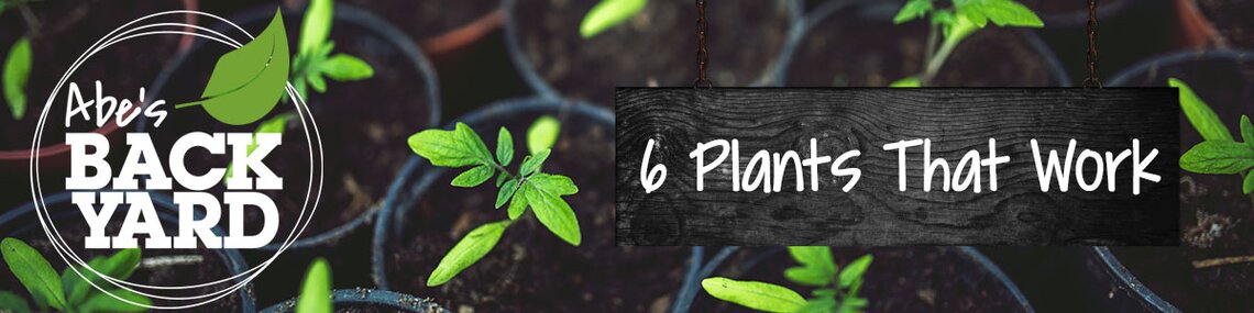 6 plants