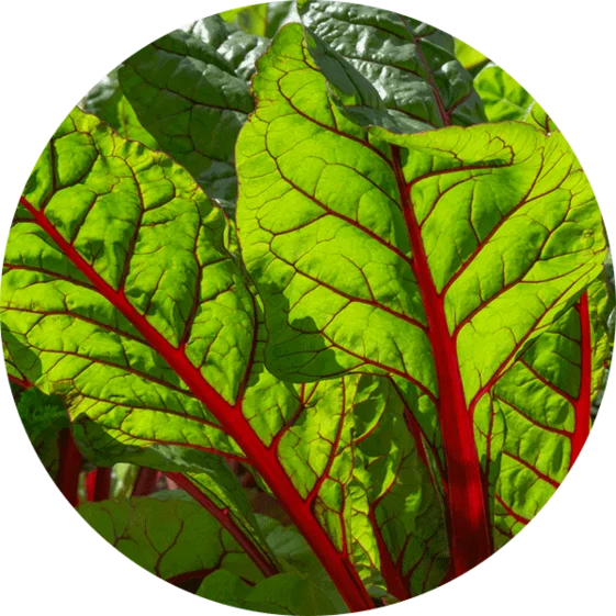 swiss chard