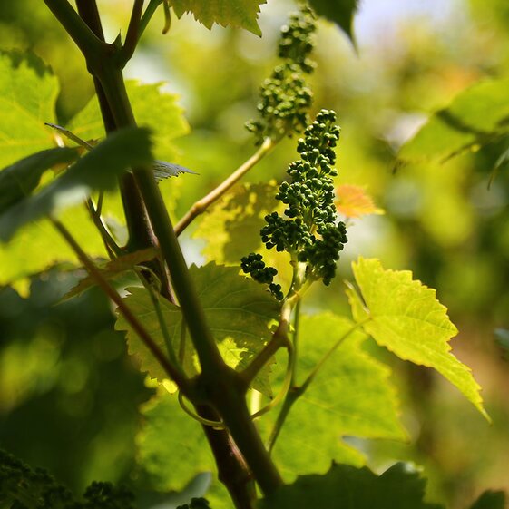 grapevine
