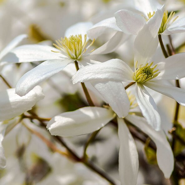 clematis
