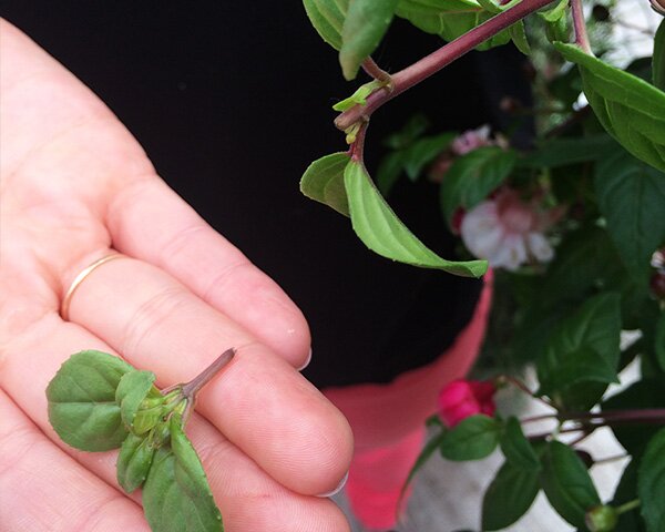 pinching
