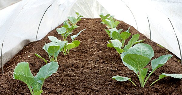 VEGGIES
