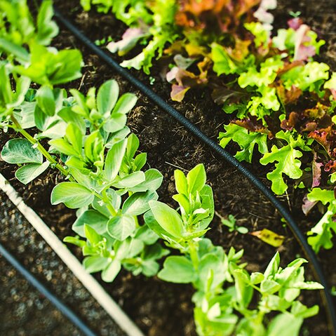 Drip irrigation