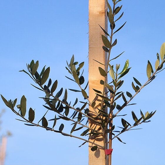 new trees