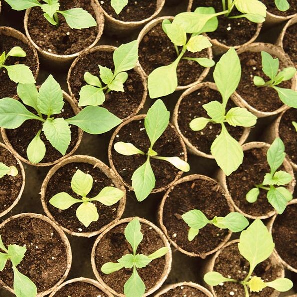 seeds