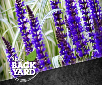 Salvia